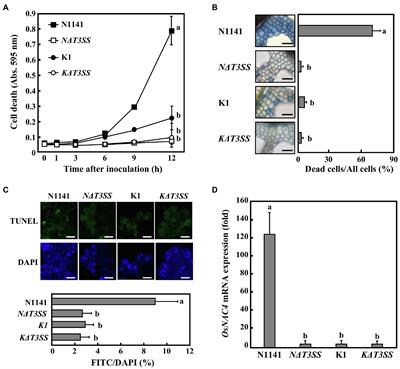 Novel Effector RHIFs Identified From Acidovorax avenae Strains N1141 and K1 Play Different Roles in Host and Non-host Plants